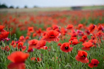 A field of vibrant red poppies. Poppies are blooming in a meadow. Rural landscape, possibly France.