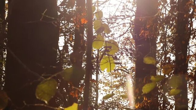Au c&oelig;ur de la for&ecirc;t