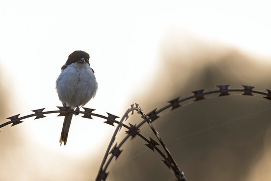 A Northern Fiscal (Lanius humeralis) perched at dusk backlit on barbwire.
