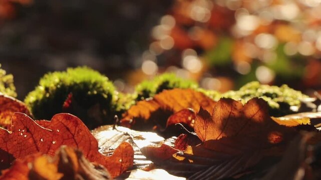 Au c&oelig;ur de la for&ecirc;t
