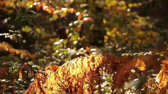 Au c&oelig;ur de la for&ecirc;t