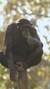 Monkey King - chimpanzee on a Wooden Throne