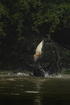 cormorant catching fish