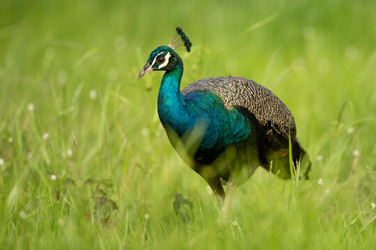 Peacock in monsoon grass
