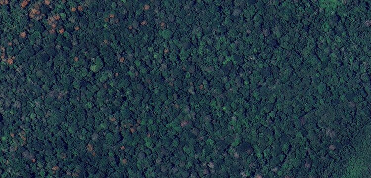 Aerial View of Forest Patterns