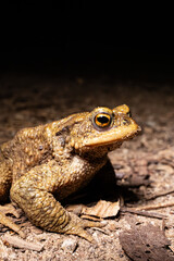 Naklejka premium Close-up of a common toad or European toad (bufo bufo), a frog found throughout most of Europe, camouflaged on a forest path in spring at the time of toad migration,