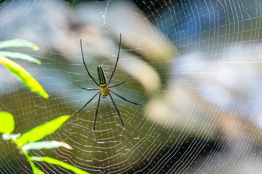 Close-up of Nephila pilipes spider on its golden web, waiting for prey. Vibrant natural scene highlighting predator behavior, intricate web pattern, and jungle ecosystem detail.
