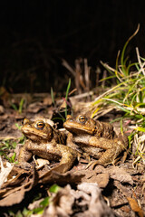 Fototapeta premium Close-up of a common toad or European toad (bufo bufo), a frog found throughout most of Europe, camouflaged on a forest path in spring at the time of toad migration,