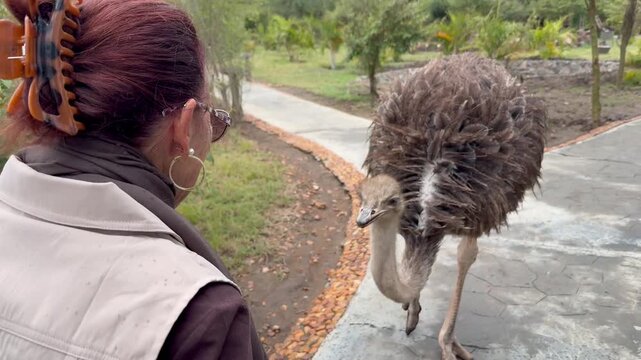 Woman walking backwards away from an ostrich on a path in Africa