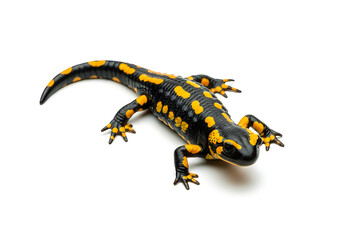 Obraz premium A spotted salamander isolated on white background with yellow and black coloration
