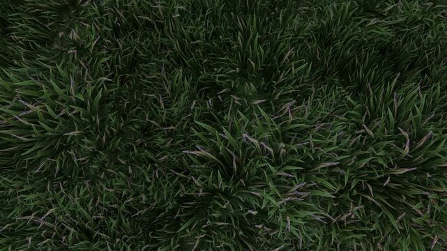Green Grass Top View Natural Texture Background Outdoor Nature Animation