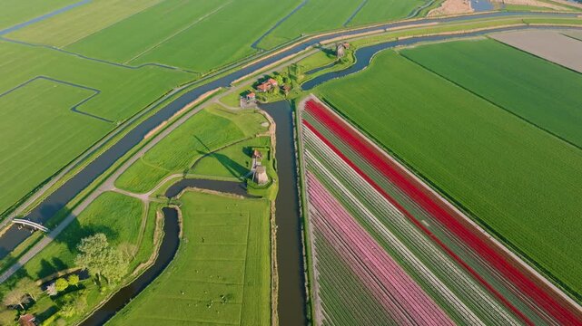 Aerial view of vibrant tulip fields in the Netherlands. Traditional Dutch windmill stands by a calm canal. Symmetrical rows of colorful flowers creating a stunning geometric pattern.