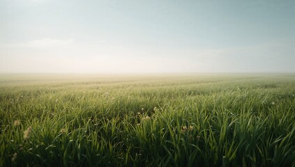 Waving tall green grass blades filling open meadow, with misty horizon and seed heads