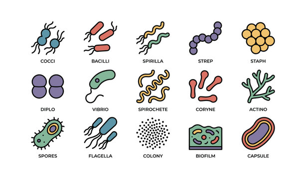 Bacteria types illustration featuring cocci, bacilli, spirilla, strep, and staph forms