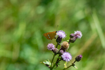 Fototapeta premium Large Skipper butterfly Ochlodes sylvanus on a blooming field thistle Cirsium arvense in a summer meadow