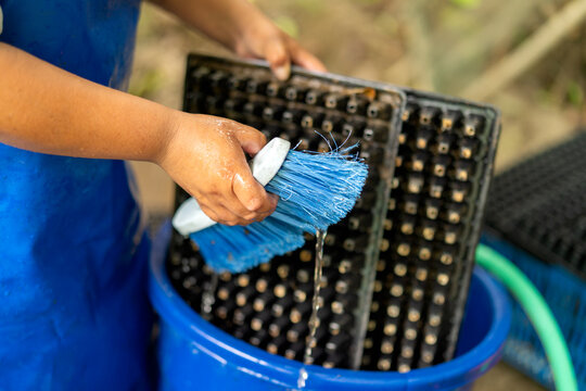 Person cleaning seedling trays for plant nursery propagation