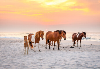 Fototapeta premium Wild ponies on the beach at sunrise at Assateague Island