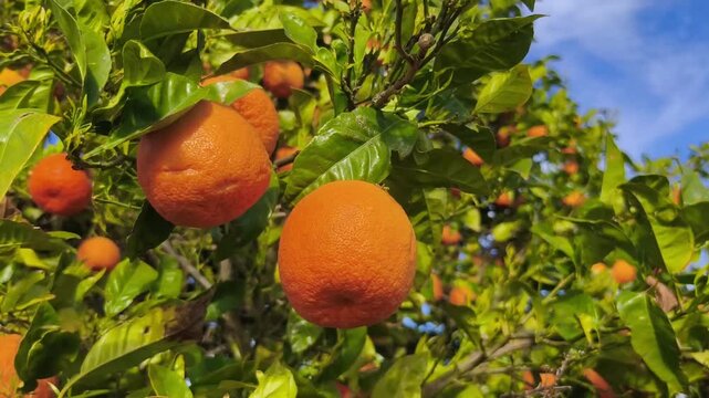 Brisa sobre el huerto: naranjas y hojas en movimiento