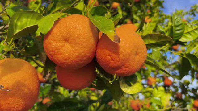 Naranjas al viento: danza entre hojas en el &aacute;rbol