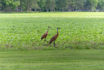 Fototapeta premium Sandhill Cranes Feeding In An Urban Soybean Field In De Pere, Wisconsin, In July