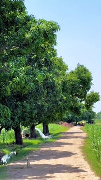 Agricultural field with mango plantation and irrigation water in rural Asia