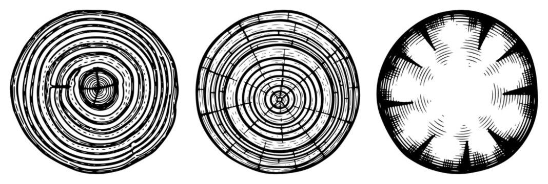 Tree rings and wood cross sections in vintage engraving style