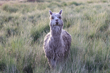Fototapeta premium View of Suri alpacas grazing in high Andean valleys for wool production