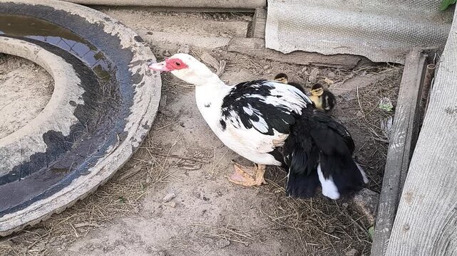 Young Loman Brown chickens in the pen eating food and pecking