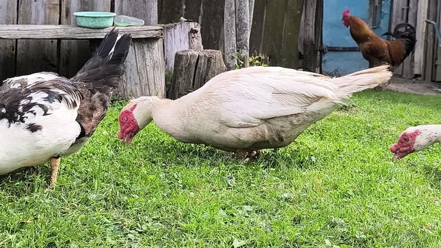 Young Loman Brown chickens in the pen eating food and pecking