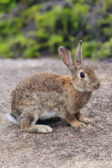 Obraz premium Rabbit Island, Japan, Okunoshima Island landscape in Seto Inland Sea, Takehara, Hiroshima Prefecture, domestic and wild cute rabbits and bunnies pasturing, Setonaikai National Park, Japan