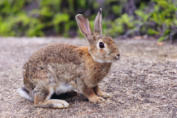 Obraz premium Rabbit Island, Japan, Okunoshima Island landscape in Seto Inland Sea, Takehara, Hiroshima Prefecture, domestic and wild cute rabbits and bunnies pasturing, Setonaikai National Park, Japan