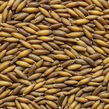 Close up macro shot of various dry, unprocessed cereal grains forming a dense, natural, brown and yellow textured backdrop, diet, autumn, rustic