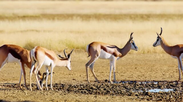 Springbok Antelopes Grazing and fighting near a mud in Savanah