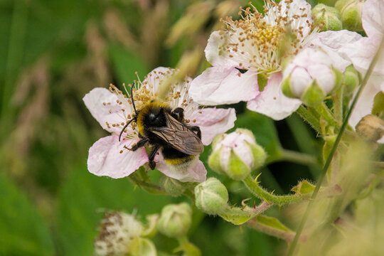 Vestal cuckoo bumblebee on a bramble flower - Bombus vestalis. 