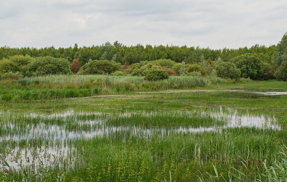 ool with green spring trees under a cloudy sky in the marshland of Gentbrugse Meersen nature reserve, Ghent, Flanders, Belgium 