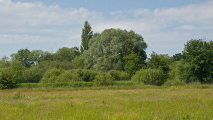 Fototapeta premium summer landscape in the marsh in Bourgoyen nature reserve, Ghent, Flanders, Belgium 