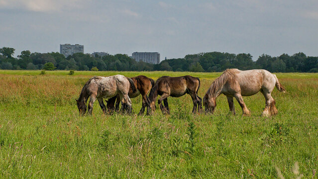 Herd of brown belgian draft horses grazing in a meadow with trees behind in Bourgoyen nature reserve, Ghent, Flanders, Belgium 