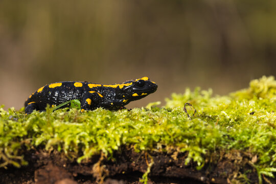 A fire salamander (Salamandra salamandra) resting on a moss-covered rock in a humid beech forest
