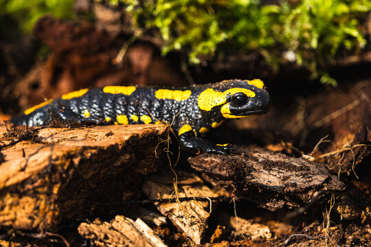 A fire salamander (Salamandra salamandra) resting on a moss-covered rock in a humid beech forest