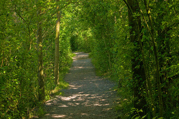 Fototapeta premium Hiking trail through a lush green spring forest in the flemish countryside. 