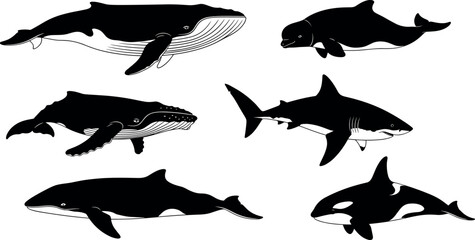Fototapeta premium Black silhouette whales and shark, marine animals artwork, ocean wildlife figures, aquatic species illustration, educational biology vector design