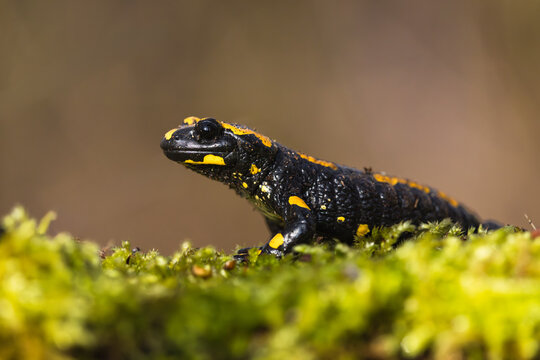 A fire salamander (Salamandra salamandra) resting on a moss-covered rock in a humid beech forest