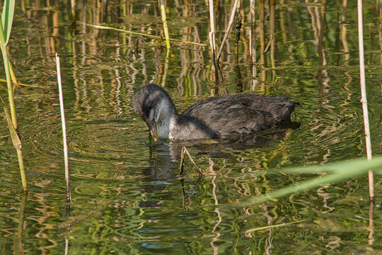 juvenile coot swimming in a pool in Bourgoyen nature reserve, Ghent, Flanders, Belgium - fulica atra 