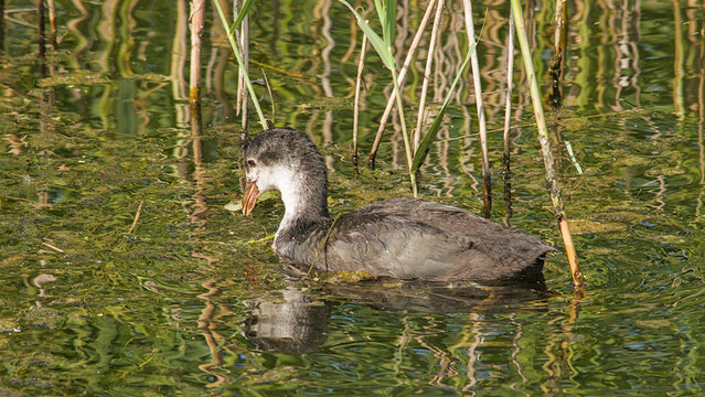 juvenile coot swimming in a pool in Bourgoyen nature reserve, Ghent, Flanders, Belgium - fulica atra 