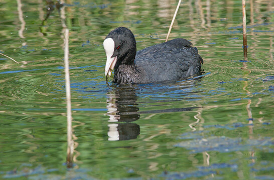 e coot swimming in a pool in Bourgoyen nature reserve, Ghent, Flanders, Belgium - fulica atra 
