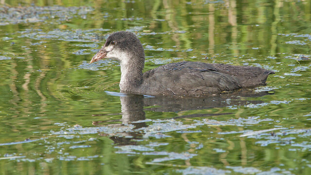 juvenile coot swimming in a pool in Bourgoyen nature reserve, Ghent, Flanders, Belgium - fulica atra 