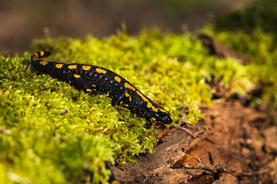 A fire salamander (Salamandra salamandra) resting on a moss-covered rock in a humid beech forest