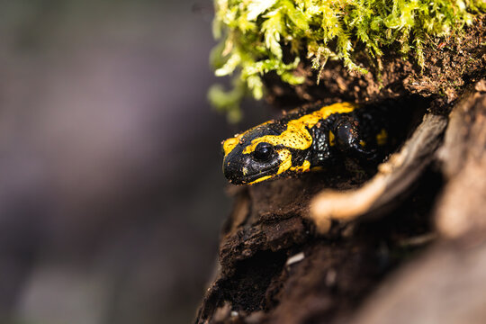A fire salamander (Salamandra salamandra) resting on a moss-covered rock in a humid beech forest