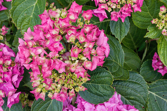Pink Hydrangea flowers in the garden. - Hortensia