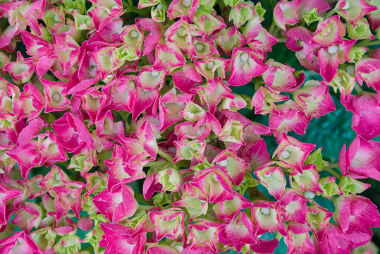 Pink hortensia (Hydrangea) flowers in the garden. 